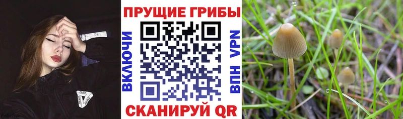 Псилоцибиновые грибы Psilocybine cubensis  Бобров 